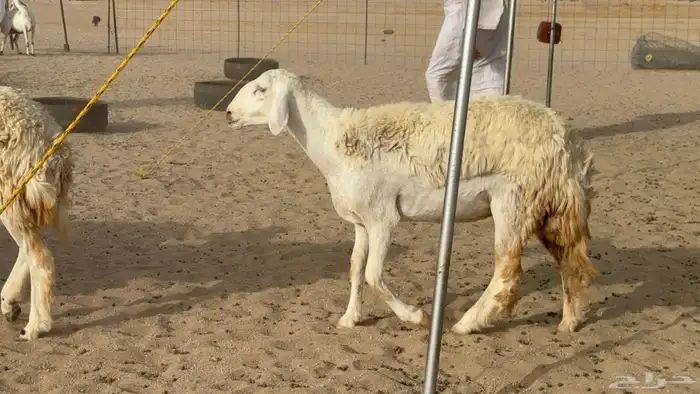 رخال حريات حرش دفيع صنف عددها 22 معاها 5 0