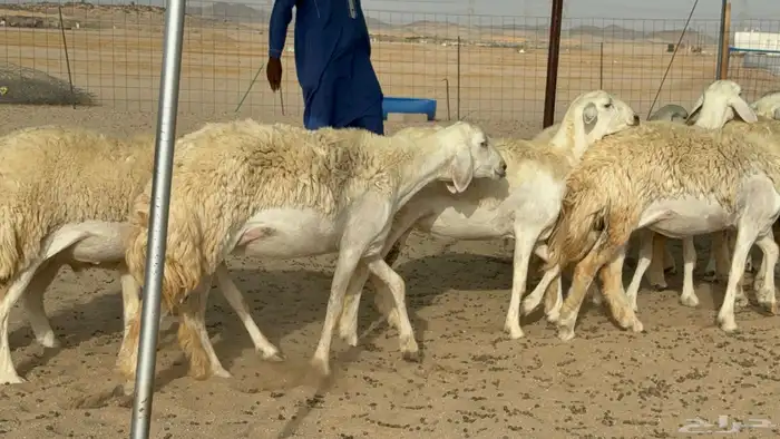 رخال حريات حرش دفيع صنف عددها 22 معاها 5 15