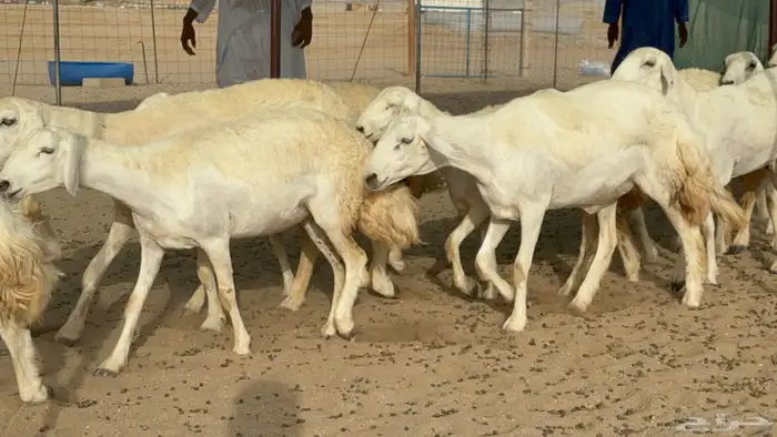 رخال حريات حرش دفيع صنف عددها 22 معاها 5 9