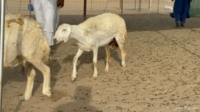 رخال حريات حرش دفيع صنف عددها 22 معاها 5 8