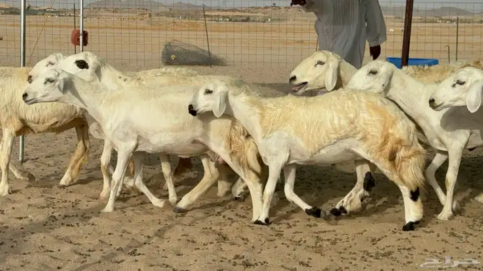 رخال حريات حرش دفيع صنف عددها 22 معاها 5 4