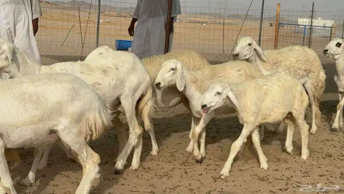 رخال حريات حرش دفيع صنف عددها 22 معاها 5 17