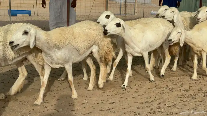 رخال حريات حرش دفيع صنف عددها 22 معاها 5 7