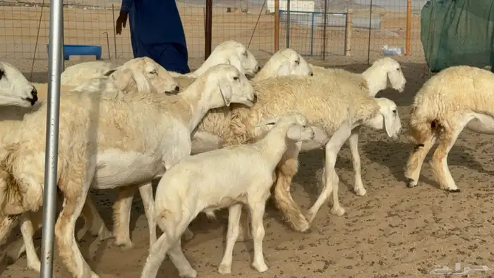 رخال حريات حرش دفيع صنف عددها 22 معاها 5 1
