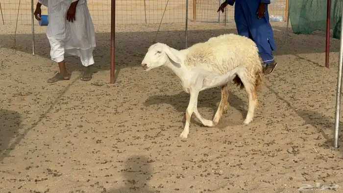 رخال حريات حرش دفيع صنف عددها 22 معاها 5 6