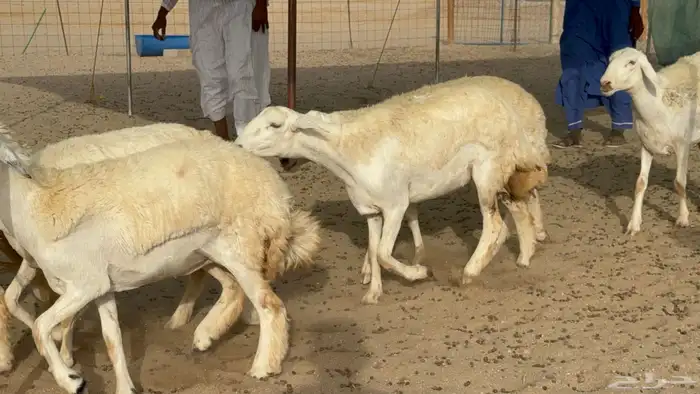 رخال حريات حرش دفيع صنف عددها 22 معاها 5 5
