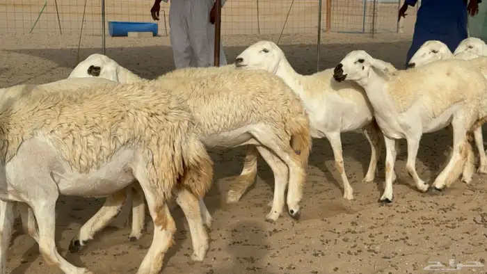 رخال حريات حرش دفيع صنف عددها 22 معاها 5 10