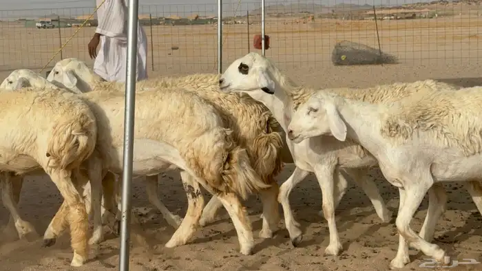 رخال حريات حرش دفيع صنف عددها 22 معاها 5 11