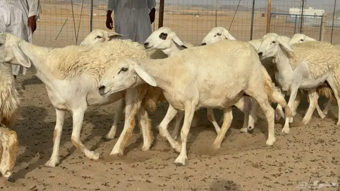 رخال حريات حرش دفيع صنف عددها 22 معاها 5 18