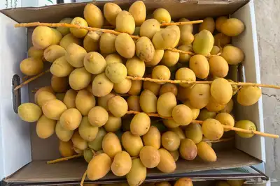 برحي بصر حائل 0