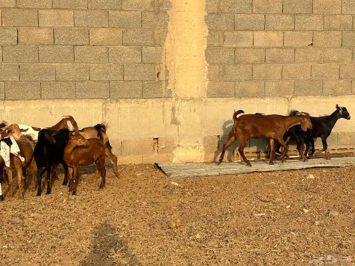 الخرج طريق حرض 2