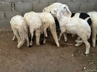 سواكن محليه انتاج 14
