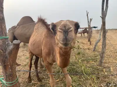 قعود حاشي 1