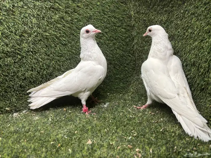 حمام صنعاوي صنعادي 2