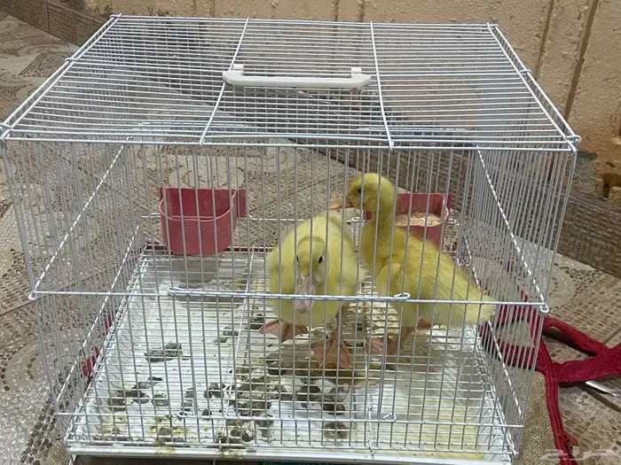 بط للبيع 4