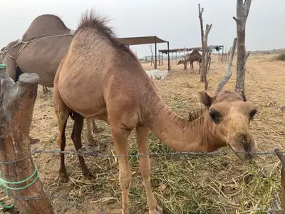 قعود حاشي 2