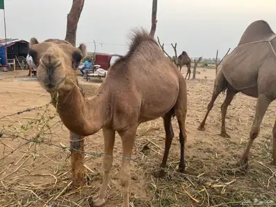 قعود حاشي 0