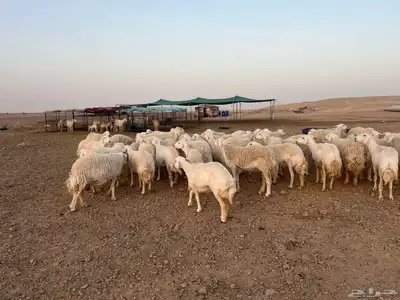 غنم حري 1