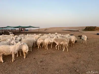 غنم حري 0