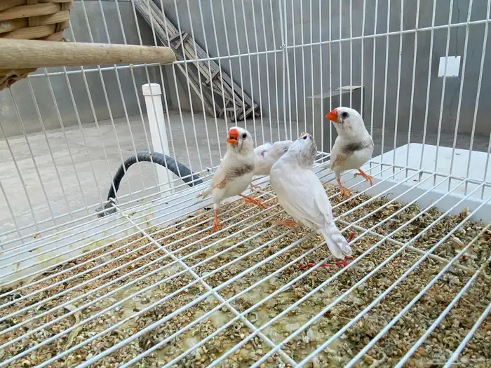 للبيع جوزين زوبرا لون أبيض 4
