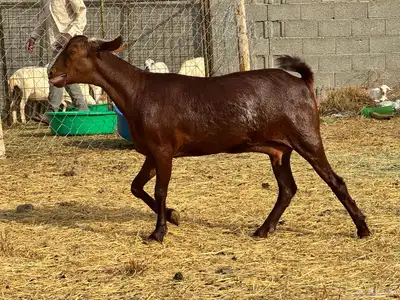 جفرتين عناقين دهم نادرة لأهل الصنف 9