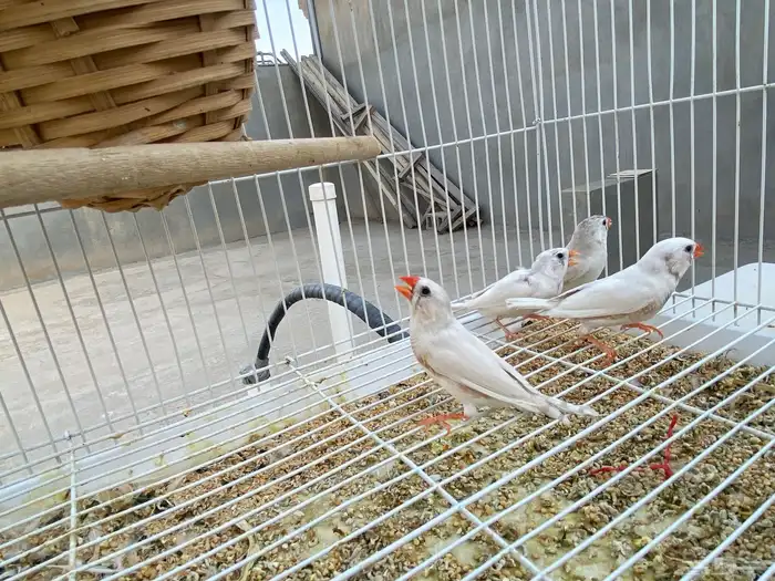 للبيع جوزين زوبرا لون أبيض 1