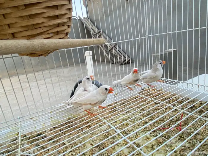 للبيع جوزين زوبرا لون أبيض 3