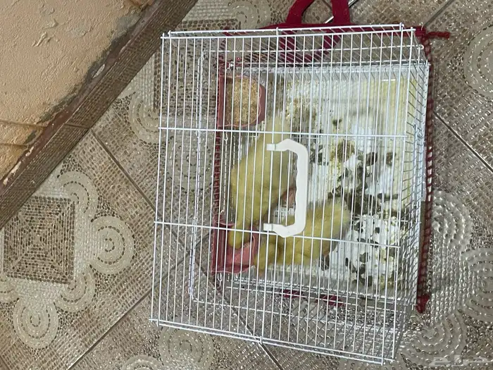بط للبيع 5