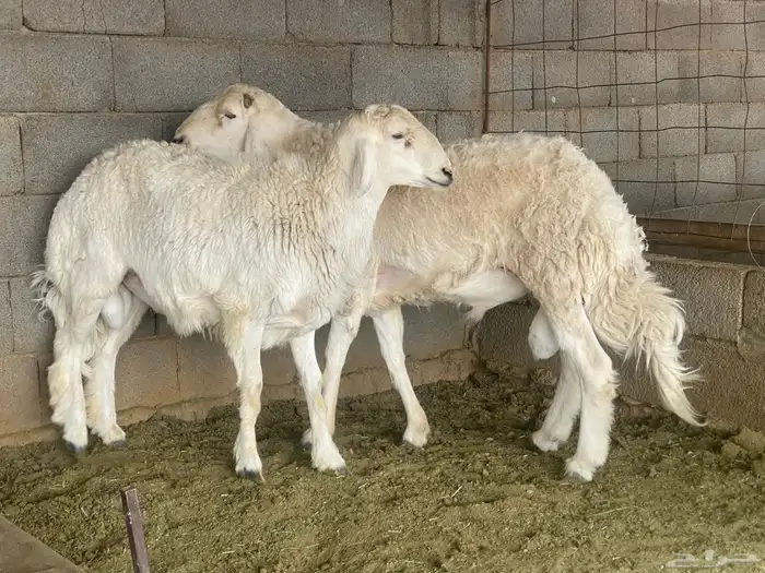 طليان جبره 0