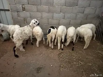 سواكن محليه انتاج 3