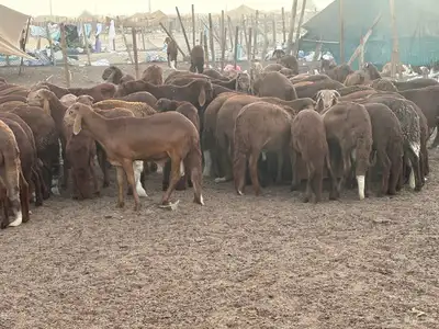 بهم حمري 0