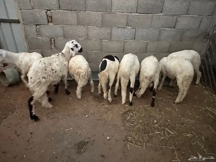 سواكن بلديه هجين مرآبي 1