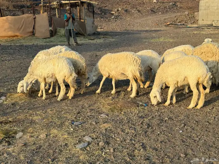 حريات حرش مراح فاخر 0