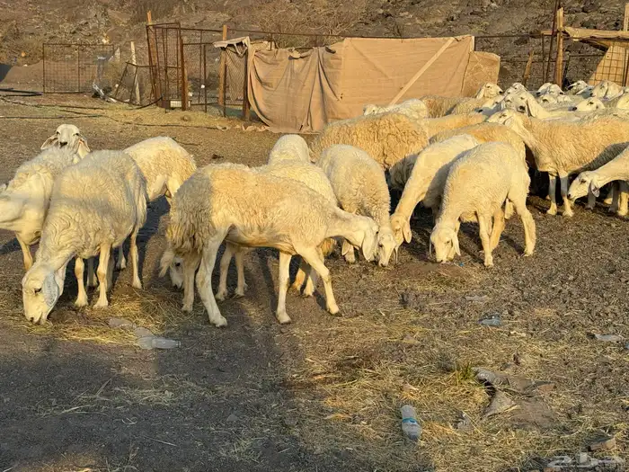 حريات حرش مراح فاخر 1