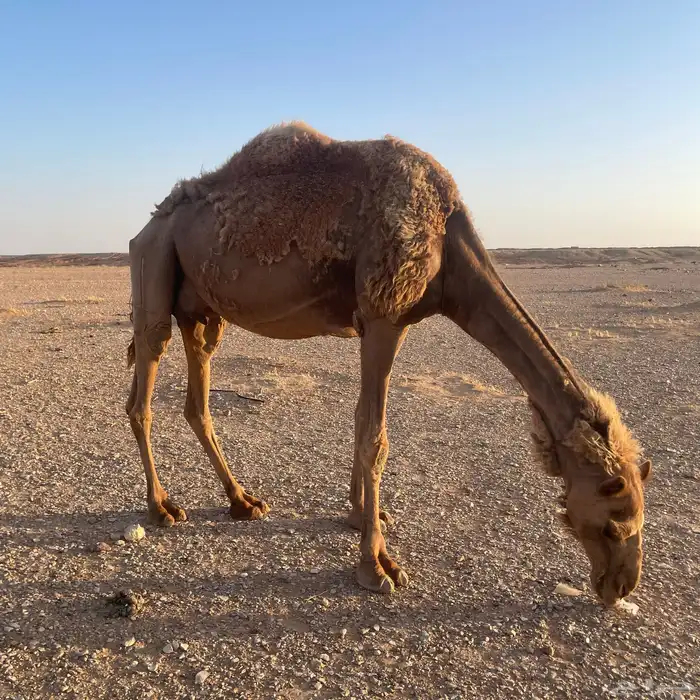 ناقه لقحى 6