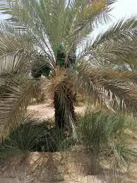 نقايل نخل وفراخة منوعة 1
