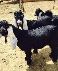 اغنام وابل وبهم المدينة وضواحيها 0
