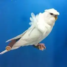 مطلوب بادجي هوقو البينو جوز منتج صحه جيده 1