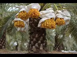 عذوق بلح صفري 0