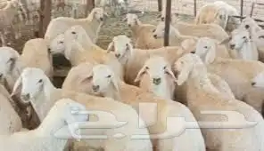 اغنام وابل وبهم المدينة وضواحيها 2