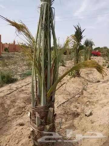نخل للبيع إخلاص سكري برحي ونان مجدولة صقعي 12