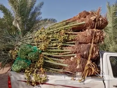 نخل للبيع إخلاص سكري برحي ونان مجدولة صقعي 15
