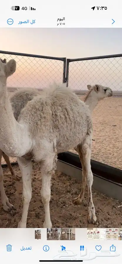 حشو لبانيه 1