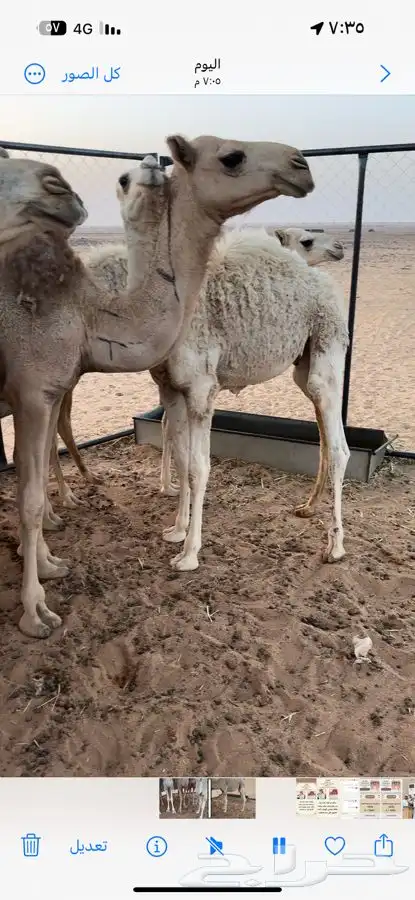حشو لبانيه 2