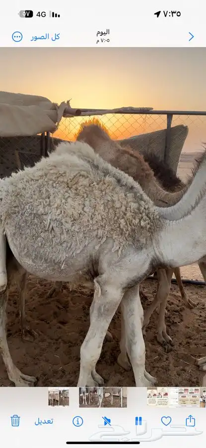 حشو لبانيه 0