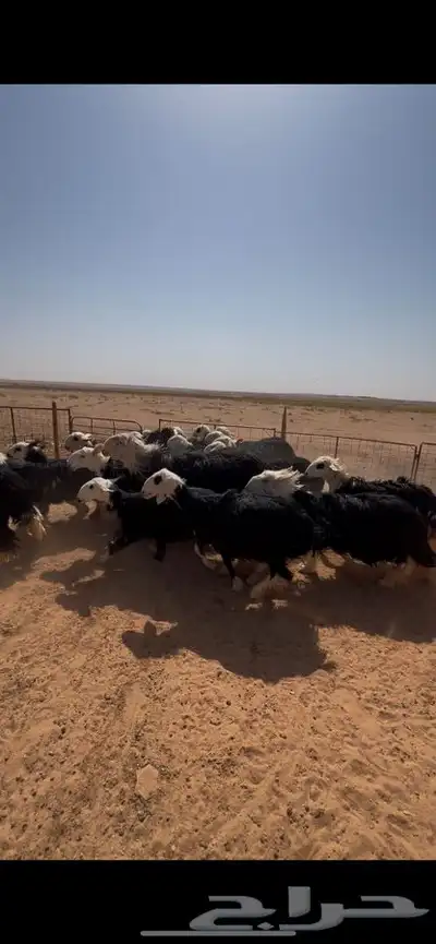 رخال نجد 3