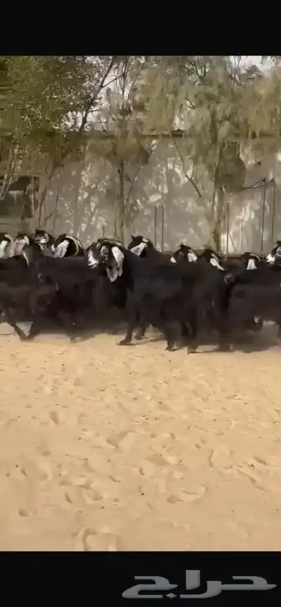 معزا عوارض جرووم واذان طيبه 1