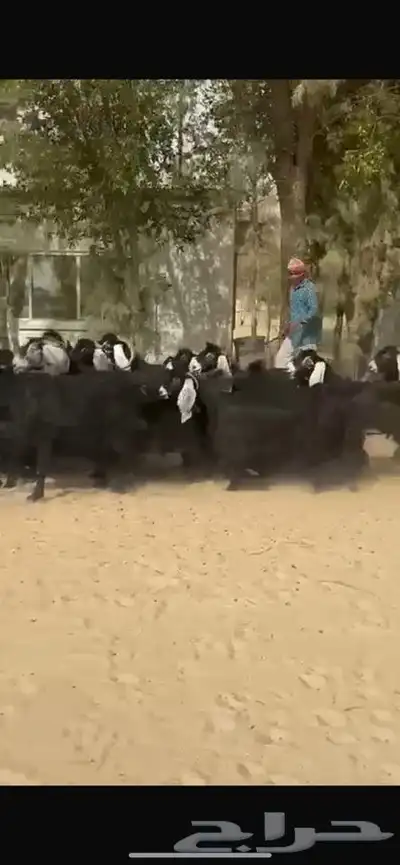 معزا عوارض جرووم واذان طيبه 2
