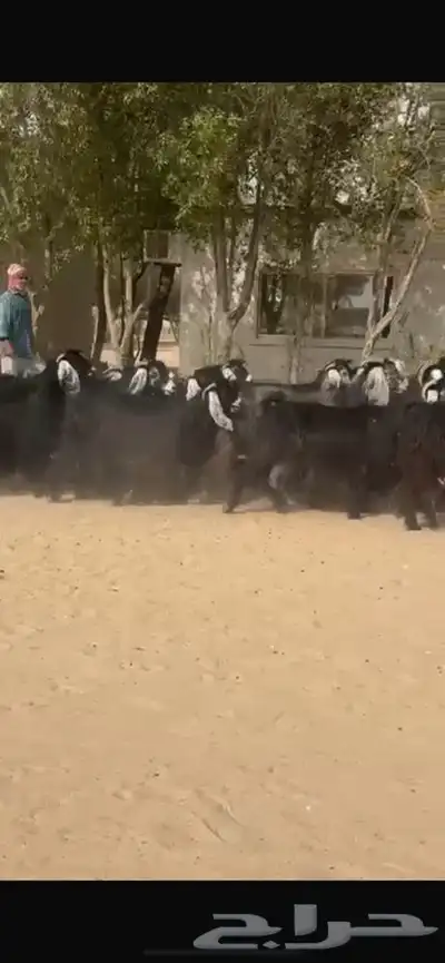 معزا عوارض جرووم واذان طيبه 5