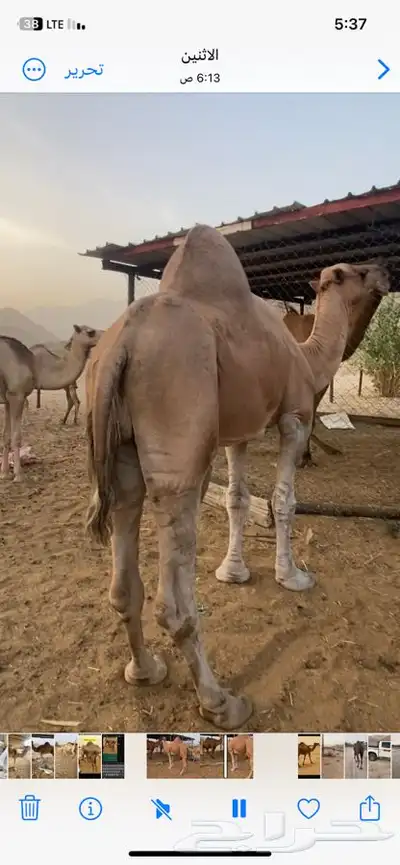 بعير عربي للبيع 0